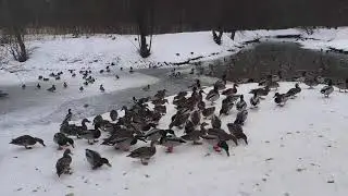 Утки🦆🦆🦆
