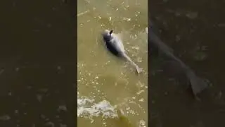 Мертвый дельфин
