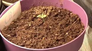Cannabis Grow Quick One Tag 6