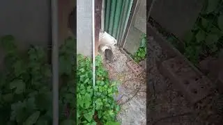 Ёж мчит покушать еды у котелей