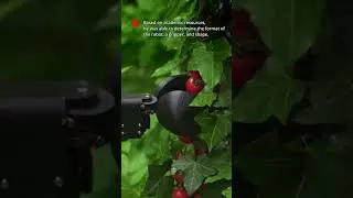 הפתרון החדש לקטיפת עגבניות: קובוט מבית Universal Robots מבוסס על בינה מלאכותית מבצע עבודת חקלאות