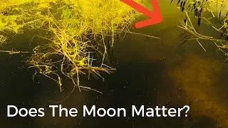 Does The Moon Phase Influence The Spawn