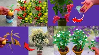 6+ video mix || How to plant strawberries at home | How to plant vinca flowers containers at home |