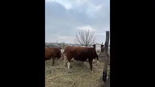 Бычки