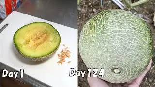 How to grow melon from store-bought melon.