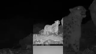 #snowleopard #снежныйбарс #ирбис #животные #фотоловушка  #дикаяприрода #тайга #лес #охота #природа