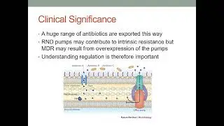 Antimicrobial Resistance, Role of Efflux Pumps ppt 2024 ||