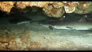 Bali - Secret Point Shark Cave, Weißspitzenriffhaie + Federschwanzstechrochen, Höhle, September 2023