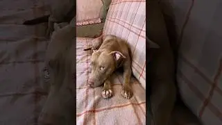 We all know that they want the products, not us 😟 #shorts #funnydogs #питбульджина #cutedogs #dogs