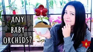 What happened with the 'Orchid' seeds from Amsterdam? Orchid Updates!
