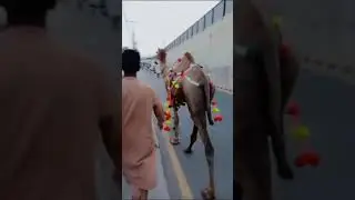Eid ul Adha | Eid Preparation | Eid Animal | Qurbani janwar