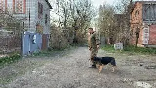 Немецкая овчарка 7 месяцев Лада! Дрессировка!