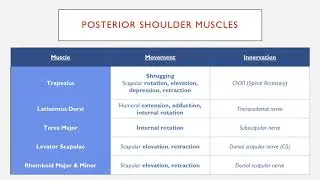 Posterior Shoulder Muscles: Movement and Innervation