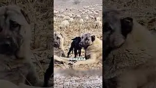 Храбрый пёс остановил ВОЛКА 😱⚡🐶