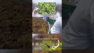 Salvinia molesta Control  | सालविनिया मोलेस्टा वाटर फर्ण कैसे कंट्रोल करे