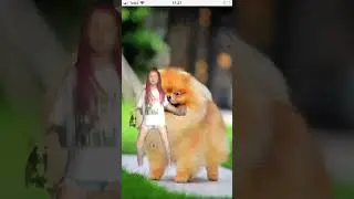 Шпиц