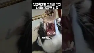 "보고도 믿기지 않네.." 댕댕이가 입을 벌리고 있던 이유