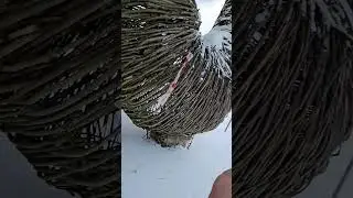 #николаленивец