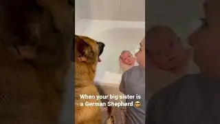 German Shepherd and baby bath time