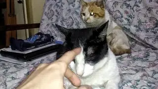 Un gatto randagio, l'altro domestico, ma...