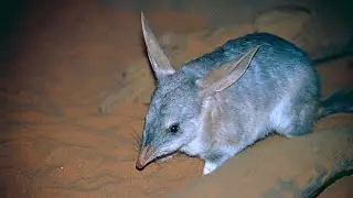 The Bilby | A Brief Overview
