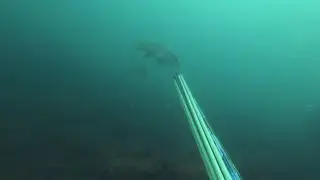 Мамка. Подводная охота.