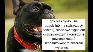 co zrobić kiedy pies strasznie dyszy? 🐕