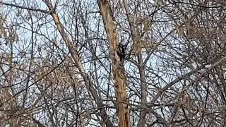 Не далеко от дома🦅🦢🦩🦜🦚Дятел.