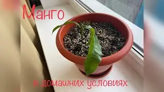 Как вырастить манго из косточки в домашних условиях