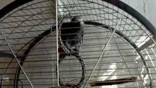 African grey parrot , Хорошее настроение - 2