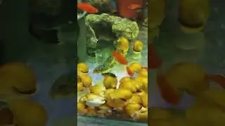 КУЧКА МАЛА👀👈🤣☝️👍✊