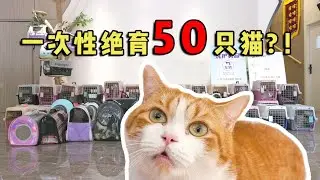 一次性绝育50只猫？！三花村史上最多绝育纪录！｜花花与三猫 Cat Live