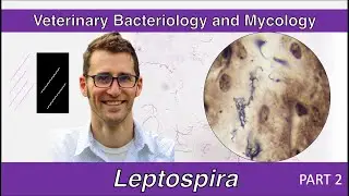 Leptospira (Part 2) - Veterinary Bacteriology and Mycology