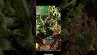 TRANSPLANTING BLACK EYED#gardening #shortsfeed #shortsviral #growth  #growyourownfood #growthfarming