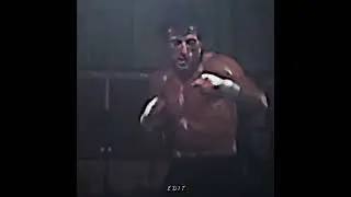 Rocky The Itallian Stallion