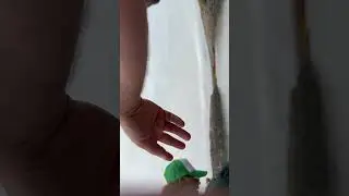 Живые Устрицы Как их выращивают? Дорогущие Устрицы 