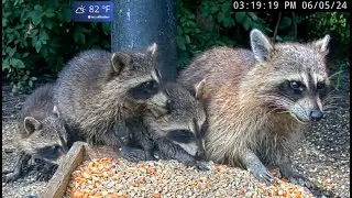 First 3 Raccoon Kits of 2024 at BWHQ