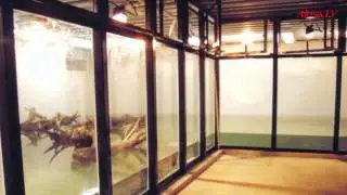 СТРОИТЕЛЬСТВО АКВАРИУМОВ НА 50+15 ТЫС. ГАЛЛОНОВ | АКВАРИУМЫ МОНСТРЫ | НЕОБЫЧНЫЕ АКВАРИУМЫ