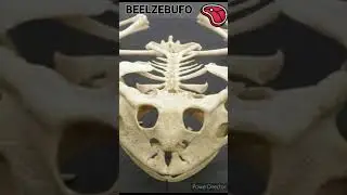 Beelzebufo - Un jour, Un dino