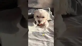 Viața cu Bubu 😆 