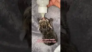 How to raise kittens without a mother cat