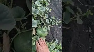 12.07.24 диньки