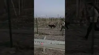 ПИТОМНИК, МАЛАДОИ АСЛАН