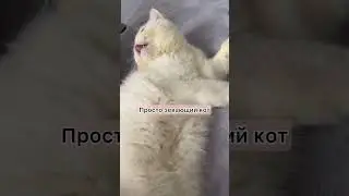 Зевающий кот#котик#приколы#милота#рекомендации#тренды