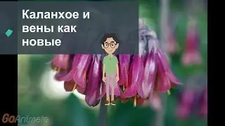 Каланхое и вены как новые