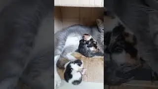 Bubu kucing lahiran #cat #kitten #kitty #kucing