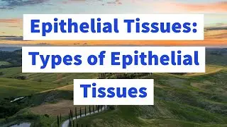Epithelial Tissue   Types of Epithelial Tissues