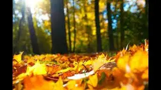 Duet of Leaves (feat. Thomas Crane)