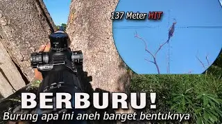 Burung apa ini, ❓baru pertama ketemu❗ seperti tunggul kering tapi kepalanya seperti ular😮