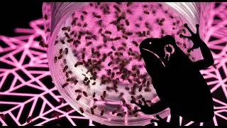 The fruit fly is dying: summer problems and their solutions.